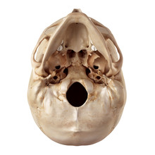 Medical Accurate Illustration Of The Human Skull