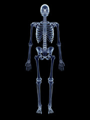 accurate medical illustration of the human skeleton