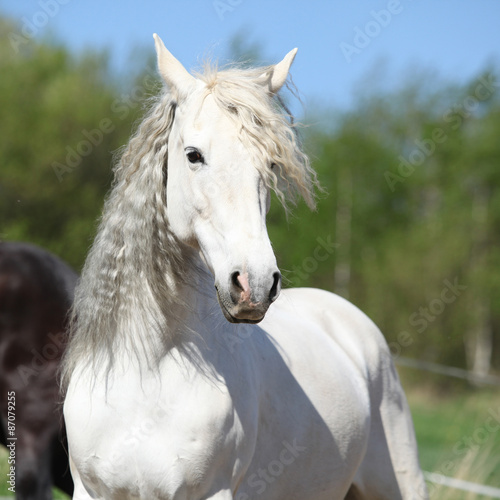 Fototapeta na wymiar Piękny biały koń z długą grzywą na tle zielonego lasu