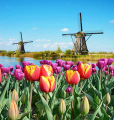 Fabulous landscape of Mill and tulips in Holland