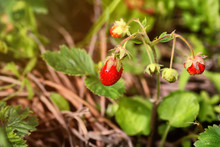 Wild Strawberry Organic Selective Soft Focus