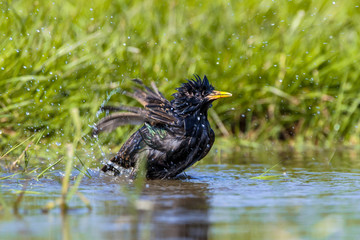 Canvas Print - European Starling taking a Bath