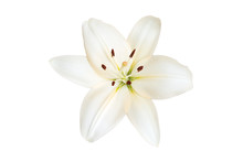 Lily Isolated On A White Background.