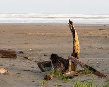 Burnt Driftwood On The Beach