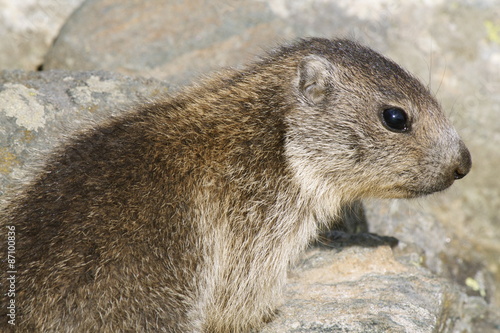 Cucciolo di marmotta Stock Photo | Adobe Stock