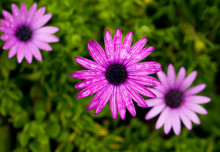 Purple Daisy Flowers, Rain Drops 