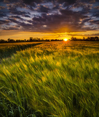 Wall Mural - Sunset over a wheat field