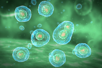 Wall Mural - Cell Division Stages of Mitosis