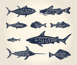 Vintage illustration of fish with names