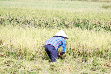 rice fields in vietnam