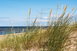 Fototapeta Krajobraz - Grass in sand.