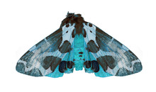 Light Blue Butterfly On White
