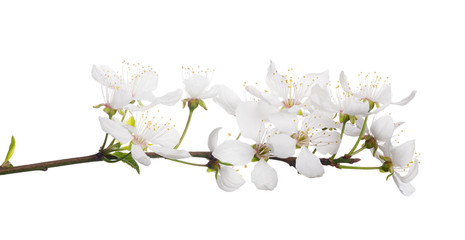 Wall Mural - cherry tree with isolated large white flowers