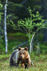 Wall Mural - bear in spring