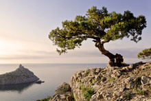  A Lone Pine Tree Growing On The Slope Of The Mountain In The Crimea
