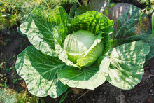 Organic Ripe Cabbage On Garden Bed