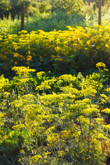 Sticker - illuminated yellow flowers on dill herb in garden