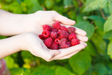 Sticker - ripe raspberries in hands outdoors