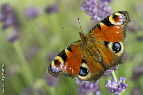 motyl-rusalka-pawik