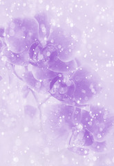 Wall Mural - close up soft orchid flower with bokeh in pastel filtered as bac