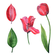 Watercolor Vector Set With Red Tulip