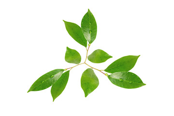 Citrus leaves with drops isolated on a white background