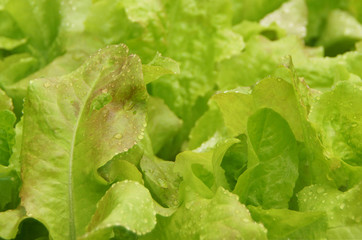 Lettuce growing in the garden.