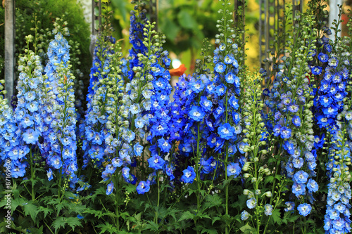 Fotomural blue delphinium flower background