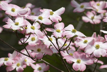Pink Dogwood Tree In Bloom For Spring