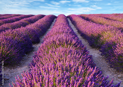 Fototapeta na wymiar Lavender flower blooming scented fields