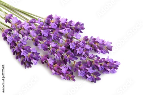 Naklejka na szybę Lavender