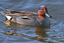 The Eurasian Teal Is The Smallest Dabbling Duck