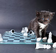 kitten glass chess board with scattered pieces