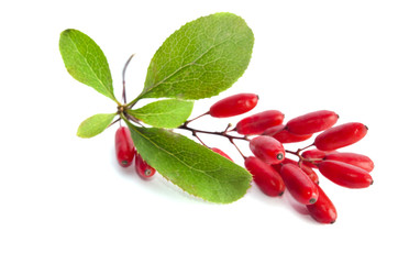 Wall Mural - ripe berberries  isolated on white background