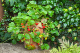 Fototapeta  - Strawberry plant in a terracotta pot on a garden bench