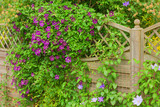 Fototapeta  - Clematis flower hiding a garden fence