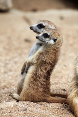 Poster - Meerkat (Suricata suricatta), also known as the suricate.