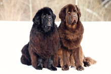 Newfoundland Dog Sitting And Looking At The Camera In Winter