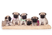 Six Pug Puppies Sitting And Looking At The Camera (isolated On White)
