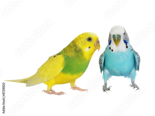 Fotografía budgerigar isolated on white, (Melopsittacus undulatus), budgie