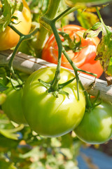 Many bunches with ripe red and unripe green tomatoes that growin