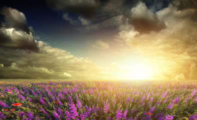 Sticker - field of lavender, wheat and poppies