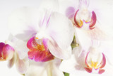Fototapeta Kwiaty - Orchidea, Orchid