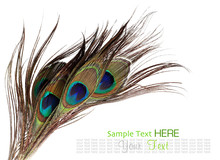 Peacock Feathers On White Background