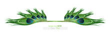 Peacock Feathers On White Background