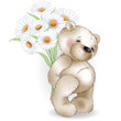 Teddy bear and a bouquet of chamomiles on white background