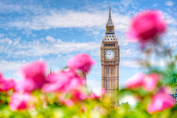 Wall Mural - Big Ben,, London UK. View from a public garden with beautiful roses flowers.