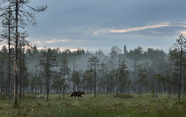 Wall Mural - brown bear walking in the misty forest