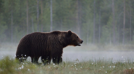brown bear in the misty bog