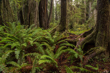 Ferns In Redwood National Park